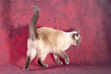 Thai fluffy fat cat goes from left to right. Red background with chaotic texture, close-up