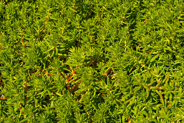 Texture of small green vases. Little green leaves close up. Houseplants.