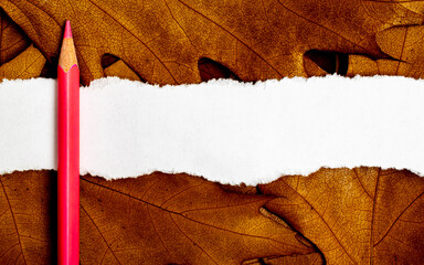 Blank note on a notice board. autumn background with leaves