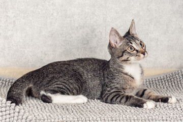 Fototapeta na wymiar Funny gray striped kitten sitting on a gray mat. Close-up, selective focus