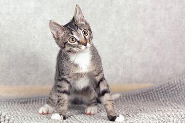 Funny gray striped kitten sitting on a gray mat. Close-up, selective focus