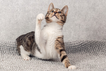 Funny gray striped kitten sitting on a gray mat. Close-up, selective focus