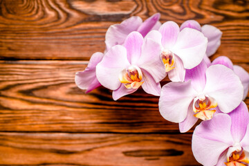 A branch of purple orchids on a brown wooden background
