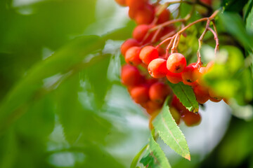 Orange rowan berries hang on the branches