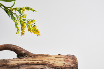 log and yellow mimosa flowers on gray background, mock-up background for presentation of your product