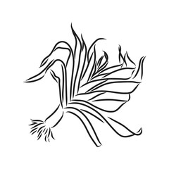 Leek hand drawn vector illustration. Isolated Vegetable engraved style object with sliced pieces. Detailed vegetarian food drawing. Farm market product. Great for menu, label, icon