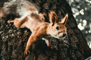 squirrel in the forest