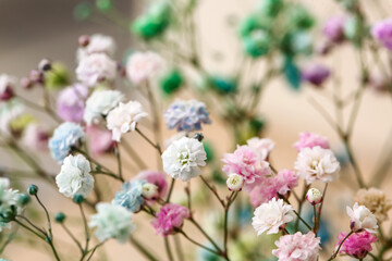 Beautiful gypsophila flowers as background, closeup
