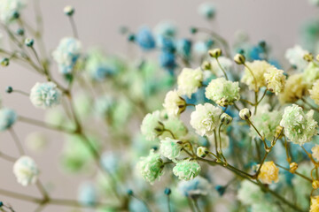 Beautiful gypsophila flowers on grey background, closeup