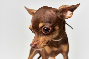 little dog mammals friend of human light background
