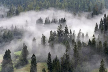 Photo sur Plexiglas Forêt dans le brouillard Brumes matinales sur le versant de Podhale. Paysage de montagne. Vues sur les monts Podhale et Tatra