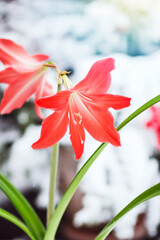 Big red blossom of Hippeastrum (amaryllis) flower on the stem in nature background with snow  in...