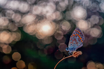 Icarus on Carl Zeiss