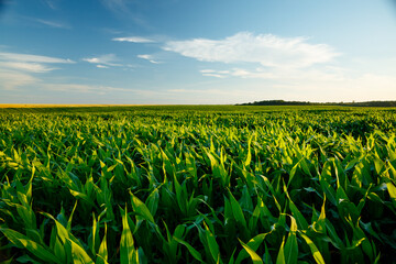 The agricultural land of a green corn farm with a perfect sky. - obrazy, fototapety, plakaty