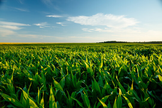 The agricultural land of a green corn farm with a perfect sky.