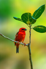 madagascan red fody sits on a branch