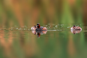 Little grebe family swims while feeding on a pond