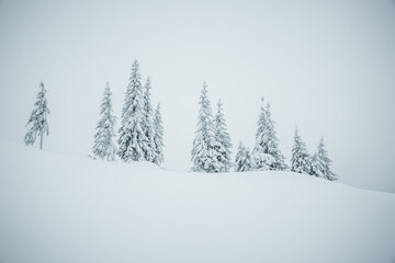 Picturesque view of snow-capped spruces on a frosty day.