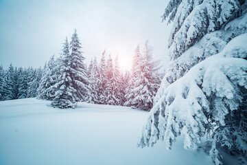 Picturesque view of snow-capped spruces on a frosty day.