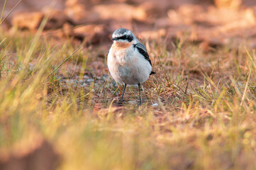 a young northern wheatear looking for fodder