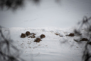 English partridge birds looking for food. Urban scene in Vilnius, Lithuania. Wildlife survival in winter. Selective focus on the animals, blurred background.