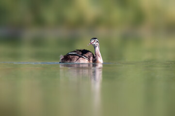young great crested grebe chick swims on a pond