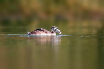 young great crested grebe chick swims on a pond