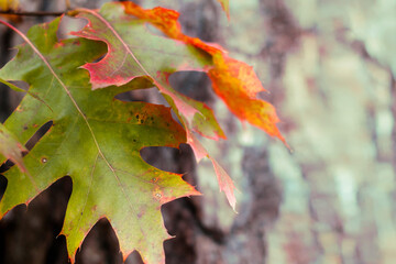 Liście dębu czerwonego Quercus rubra 