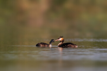 great crested grebe family at feeding on a pond