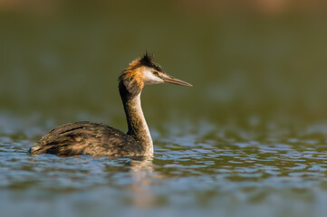 adult great crested grebe swims on a pond