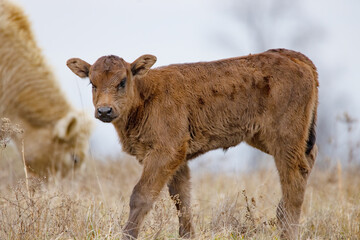 Naklejka na ściany i meble A close up portrait of a brown calf looking towards the camera, against a background an adult in the background. Selective focus.