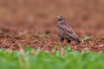 busard on the hunt for prey