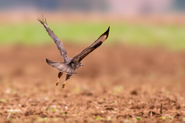 busard on the hunt for prey