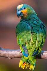 colorful parrot sits on a branch