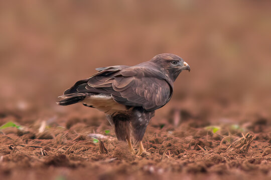 busard on the hunt for prey
