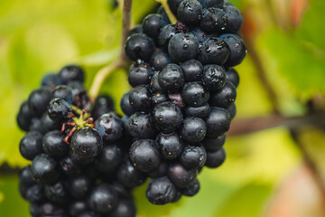 REMICH, LUXEMBOURG-OCTOBER 2021: Reportage at the seasonal Pinot Noir grapes harvesting in the vineyards
