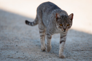 Obraz premium A striped adult cat walks on the pavement