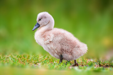 young swan chick on a green bank