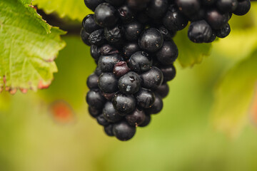 REMICH, LUXEMBOURG-OCTOBER 2021: Reportage at the seasonal Pinot Noir grapes harvesting in the vineyards