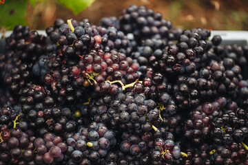REMICH, LUXEMBOURG-OCTOBER 2021: Reportage at the seasonal Pinot Noir grapes harvesting in the vineyards