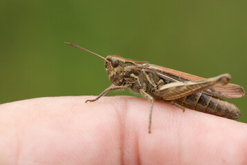A wild Grasshopper resting on a persons finger.
