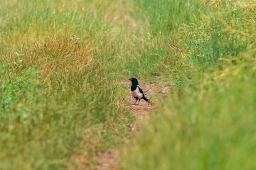 eurasian magpie looking for food