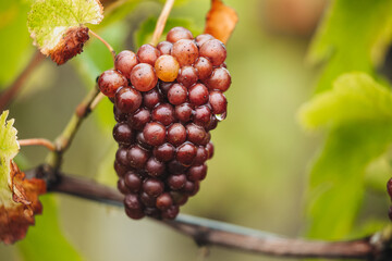 REMICH, LUXEMBOURG-OCTOBER 2021: Reportage at the seasonal Pinot Noir grapes harvesting in the vineyards