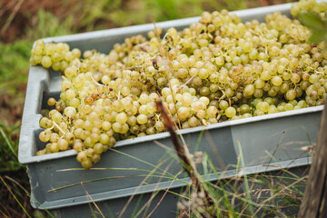 REMICH, LUXEMBOURG-OCTOBER 2021: Reportage at the seasonal Müller-thurgau grapes harvesting in the vineyards