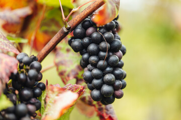 REMICH, LUXEMBOURG-OCTOBER 2021: Reportage at the seasonal Müller-thurgau grapes harvesting in the vineyards