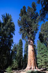 Fototapeta na wymiar Mother with infant visit Sequoia national park in California, USA