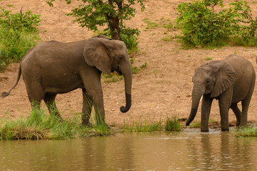 Wild african elephant close up, Botswana, Africa