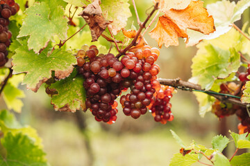 REMICH, LUXEMBOURG-OCTOBER 2021: Reportage at the seasonal Elbling grapes harvesting in the vineyards grapes harvesting in the vineyards