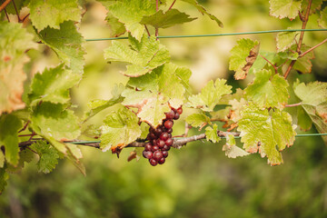 REMICH, LUXEMBOURG-OCTOBER 2021: Reportage at the seasonal Elbling grapes harvesting in the vineyards grapes harvesting in the vineyards