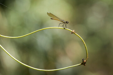 all about insect story in wildlife